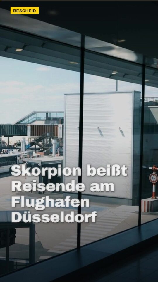 Erstes Bild der Ausgabe: Skorpion beißt Reisende am Flughafen Düsseldorf