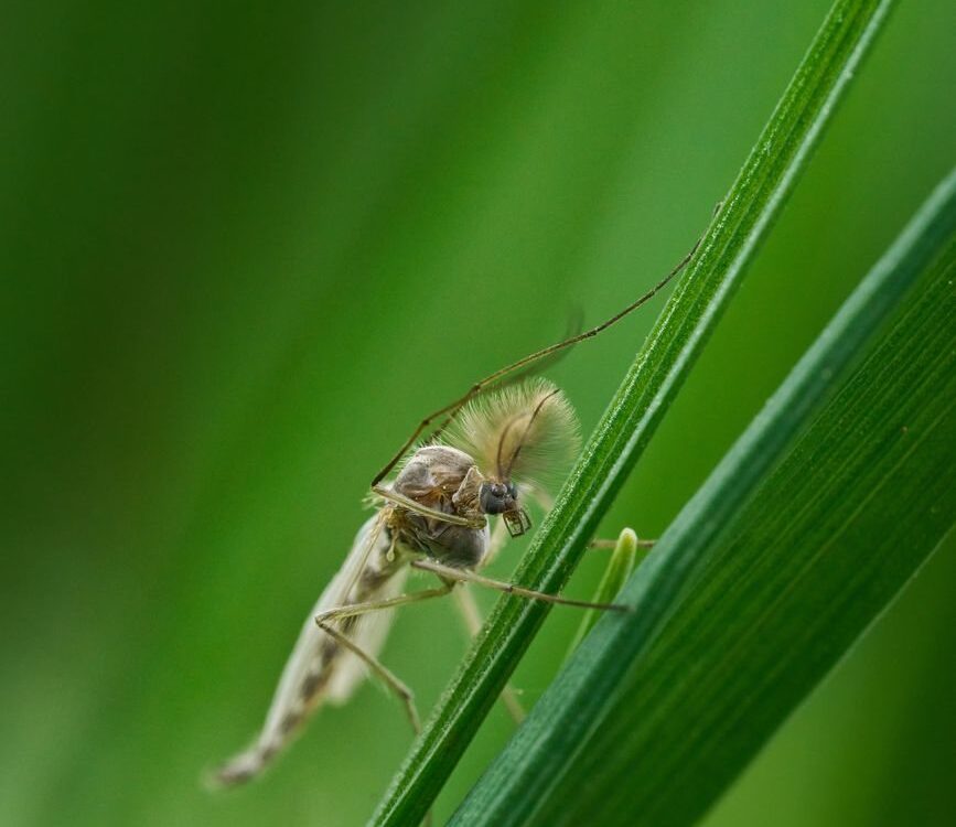 Symbolbild zu „Sindbis-Virus: Ansteckung in Deutschland“