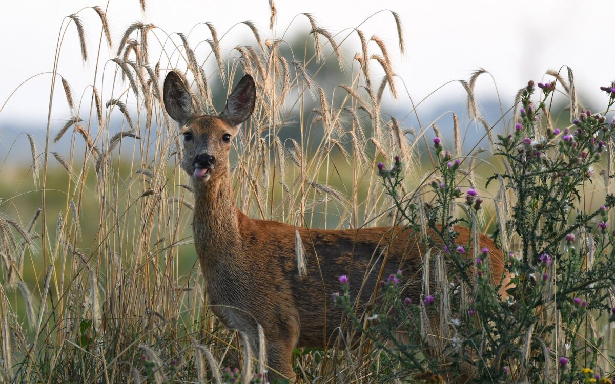 Archivbild zu „Zeitumstellung: Wild trifft Berufsverkehr“