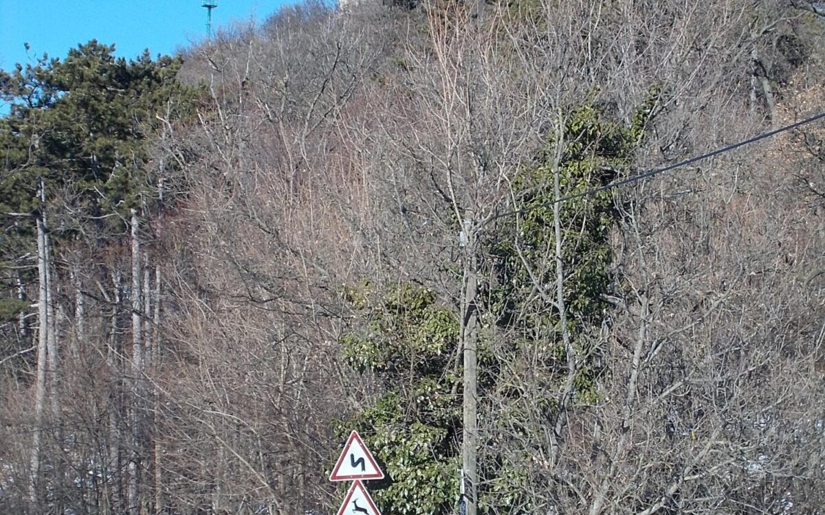 Archivbild zu „Reh vor dem Auto: Bremsen statt ausweichen“