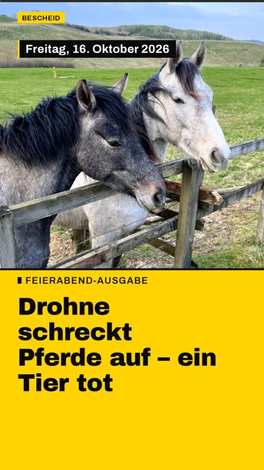 Erstes Bild der Ausgabe: Drohne schreckt Pferde auf – ein Tier tot