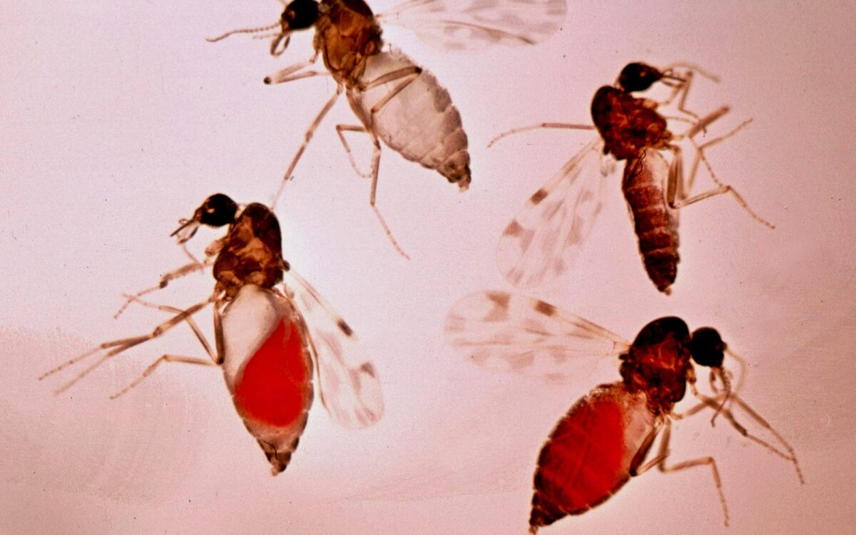 Archivbild zu „Shamonda-Virus: Erster Mensch gestorben“