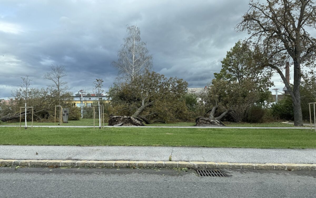 Archivbild zu „Sturm: Böen bis 110 km/h auf den Bergen“